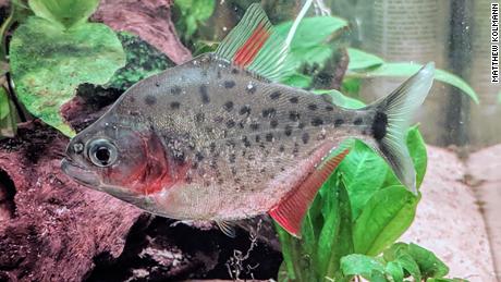 Piranha swap out their old teeth with new set waiting in a 'crypt' 